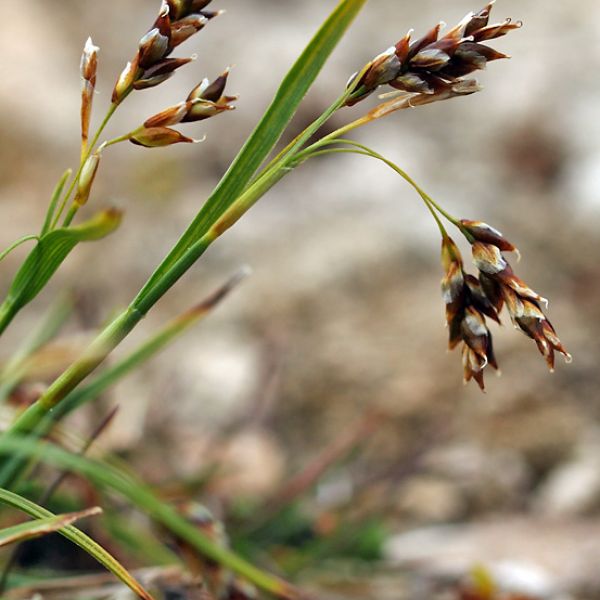 Carex capillaris fuscidula close full