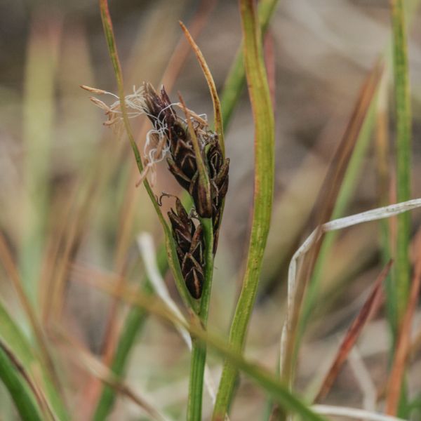 Carex subspathacea
