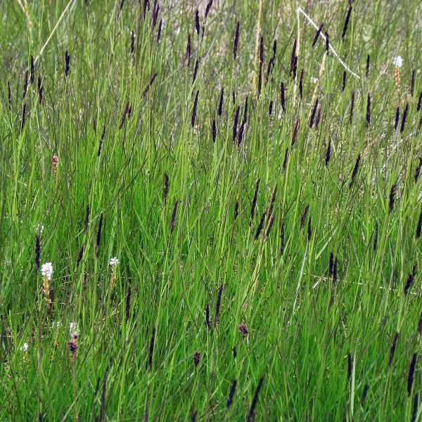 Calamagrostis neglecta ssp. groenlandica