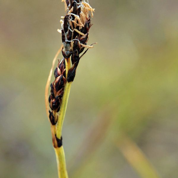 Carex bigelowii arctisibirica close full