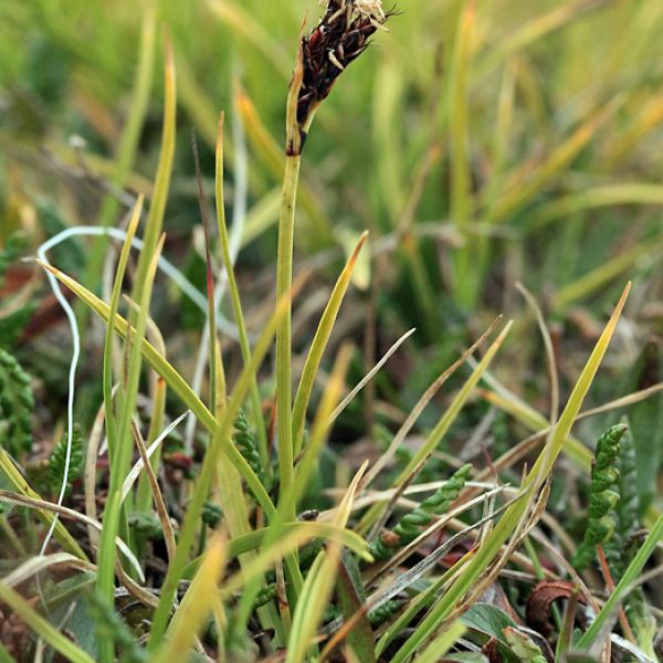 Carex bigelowii arctisibirica whole full