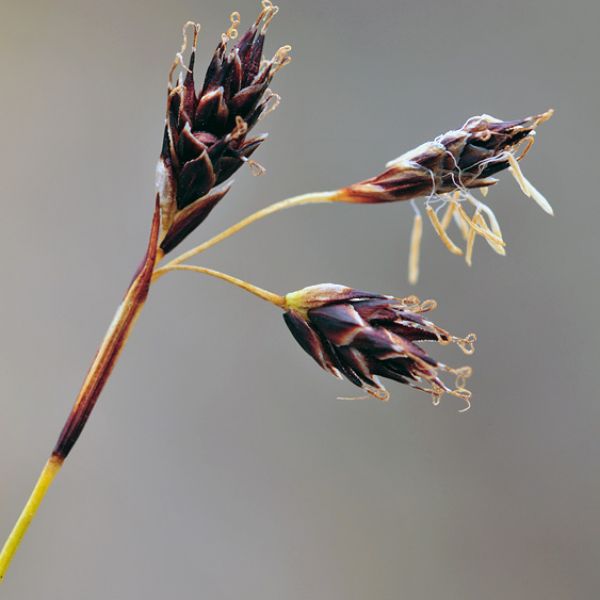 Carex fuliginosa misandra close full