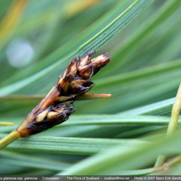Carex glareosa