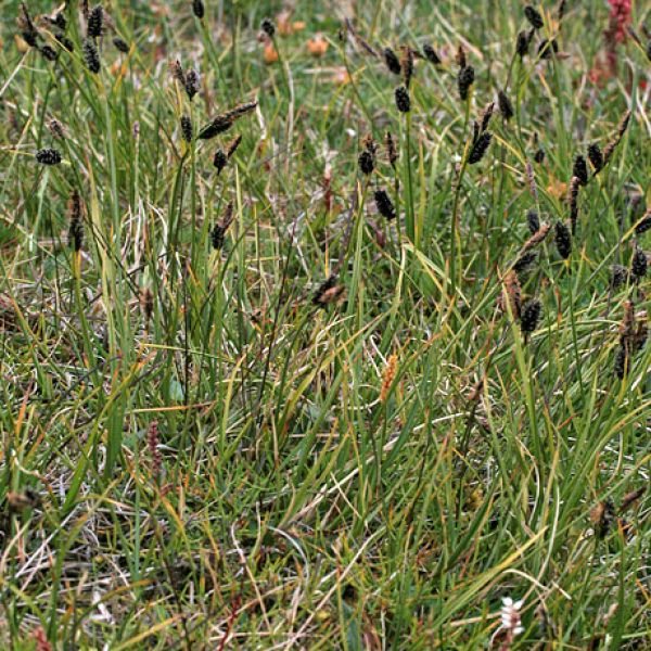 Carex saxatilis laxa place full