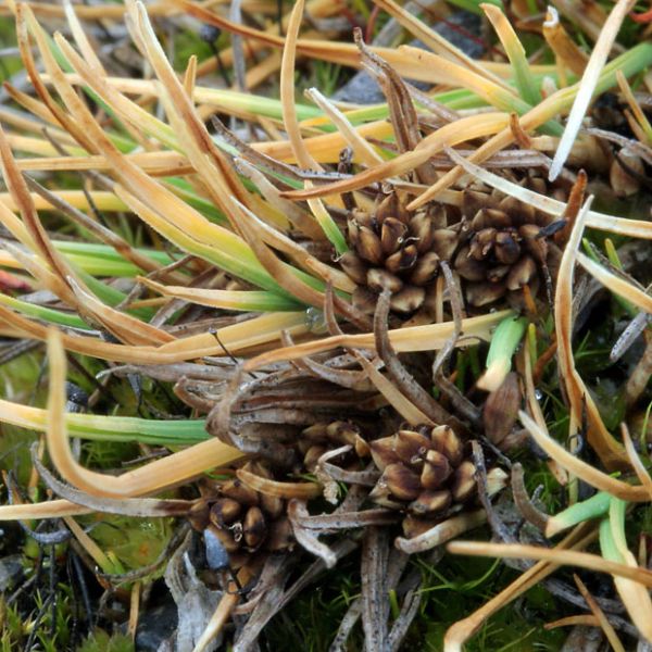 Carex ursina close full
