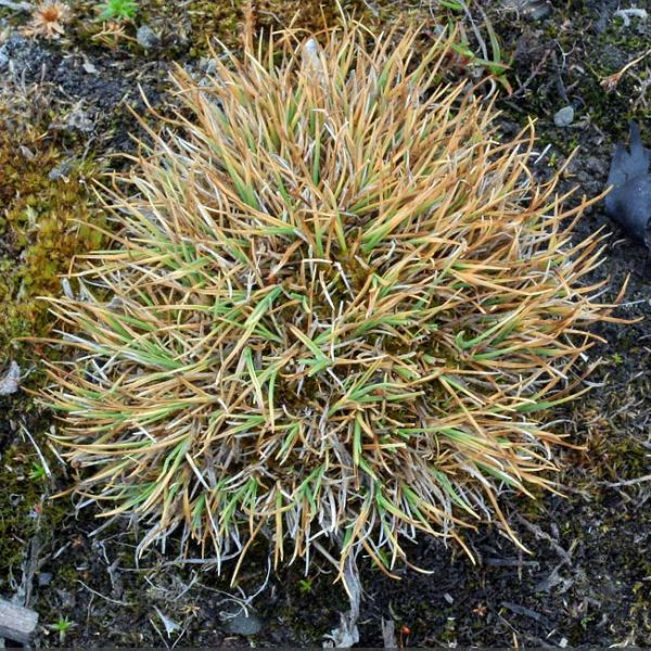 Carex ursina whole full