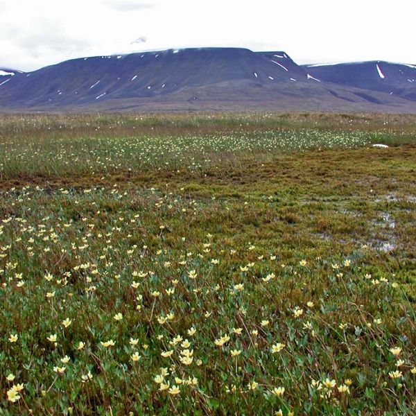 Coptidium X spitsbergense place full