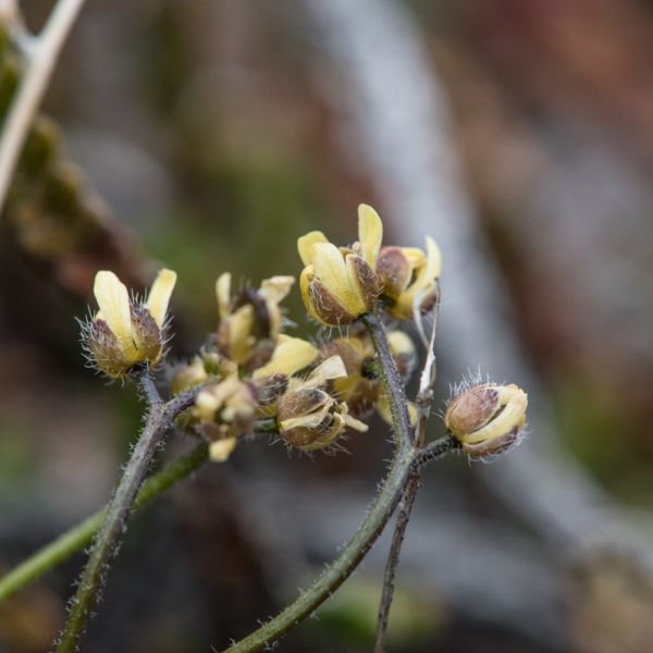 Draba pauciflora
