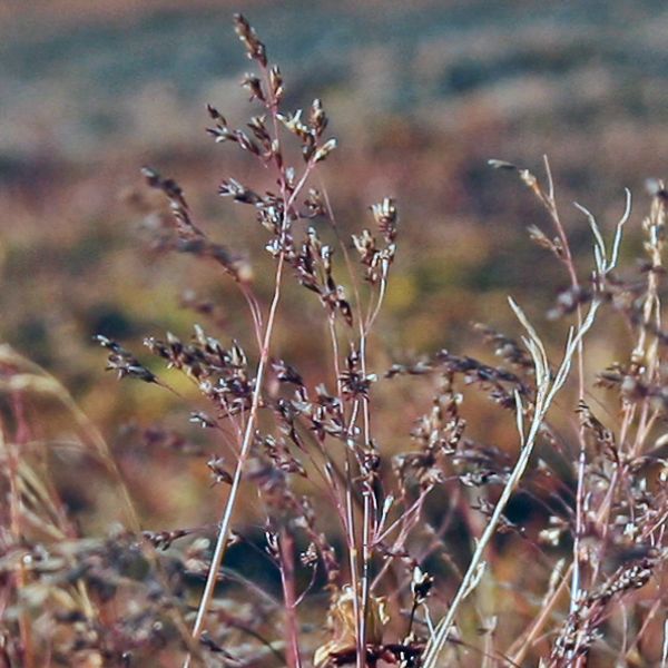 Deschampsia sukatschewii borealis close full