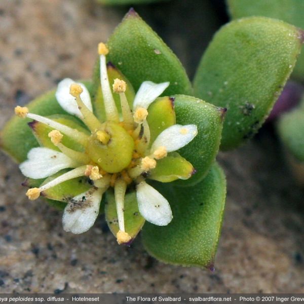 Honckenya peploides diffusa close full
