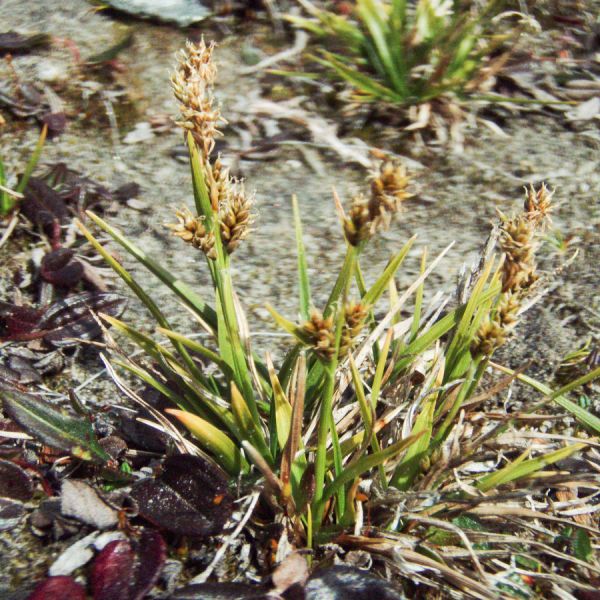 P1010052 Carex kreusei