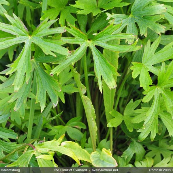 Ranunculus acris 1 full