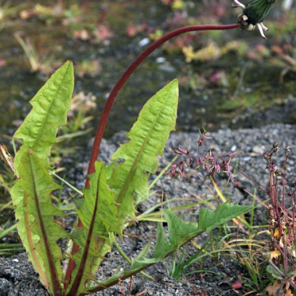 Taraxacum ruderalia close full